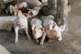 Fototapeta Tęcza - Group of pigs in hovel