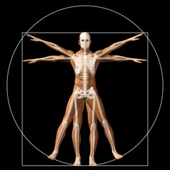 Wall Mural - Vitruvian human or man conceptual 3d proportion anatomy body