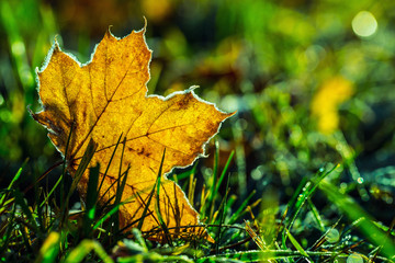 Wall Mural - Autumn colors. Autumn leaves in autumn colours and lights