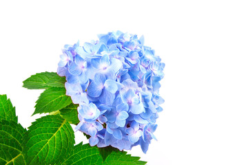 Wall Mural - sweet blue hydrangea flowers on a white background