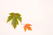 Two autumn leaves on a white background