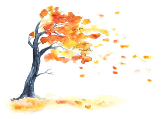 watercolor autumn tree with yellow and orange leaves. leaf fall with wind on white. hand drawing ill