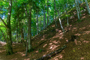 Wall Mural - forest trees