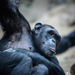 Portrait of sitting and relaxing chimpanzee .