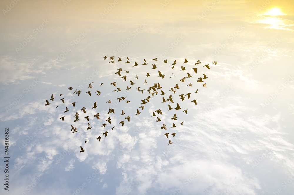 Birds on sky , growth development concept  - obrazy, fototapety, plakaty 