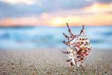 Seashell On The Sand.