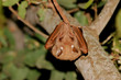 Gambian epauletted fruit bat (Epomophorus gambianus), Kruger National Park, South Africa.