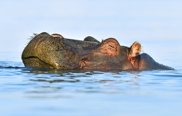 Wall Mural - Hippopotamus Masai Mara
