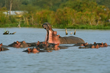 Wall Mural - Hippopotamus Lake Naivasha