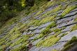 Moss on Roof Tiles