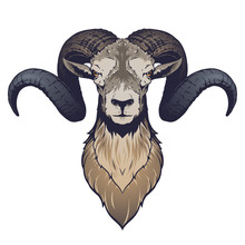 Ram Head Illustration