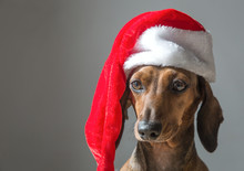 Christmas Miniature Dachshund Puppy Wearing Santa Claus Hat