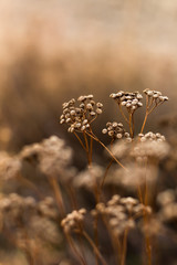 Wall Mural - Wild autumn flowers