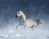 Fototapeta Konie - Purebred  grey arabian horse galloping during a blizzard