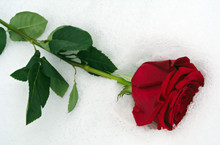 Red Rose In Snow