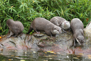 Wall Mural - A family of Oriental Short-Clawed Otters