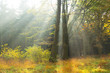 Lichtstrahlen im Herbstwald