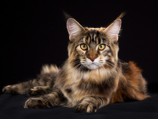 Wall Mural - Maine Coon cat