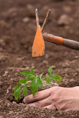 Wall Mural - hands planting of seedling of tomatoes