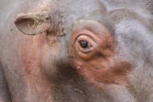 Portrait Of Hippopotamus