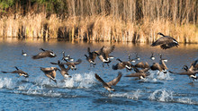 Canada Geese On Takeoff