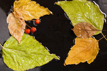 Autumn Fallen Leaves And Wild Apples Into Water On Black Surface