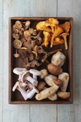 Wall Mural - wild mushroom selection