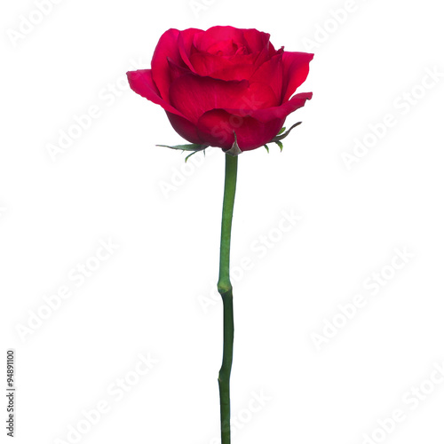 single red rose  isolated  background