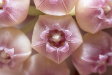 Star-shaped Flower Pollen. (Hoya)