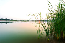 Papyrus At The Wetland