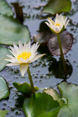Wall Mural - white lotus flower