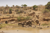 Fototapeta Sawanna - African Elephants drink at river