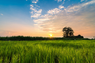 Wall Mural - landscape sunset field