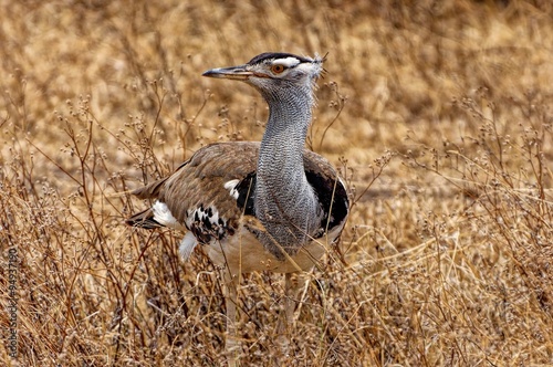 Kori Bustard The Heaviest Flying Bird In Ngorongoro Crater Tanzania Africa Stock Photo Adobe Stock Kori Bustard The Heaviest Flying Bird In Ngorongoro Crater Tanzania Africa Stock Photo Adobe Stock