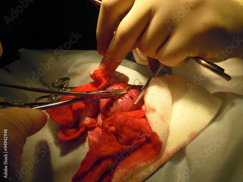 Veterinary surgery: removal of large stones from the ...