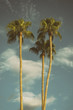 Palm Trees, Los Angeles, CA,USA