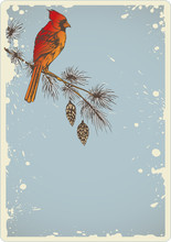 Pine Branch And Cardinal Bird