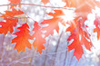 autumn leaves and frost
