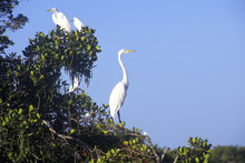 Great Egret, JN Ding Darling National Wildlife Refuge, Sanibel, CA