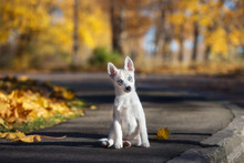 Adorable Siberian Husky Puppy Sitting Outdoors In Autumn