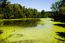 Green Algae Lake