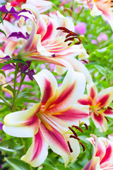 Wall Mural - beautiful lilies in summer garden