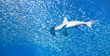Scalloped hammerhead shark (Sphyrna lewini) in a school of fish