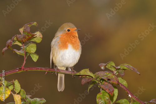 Fototapeta na szkło Robin, Erithacus rubecula