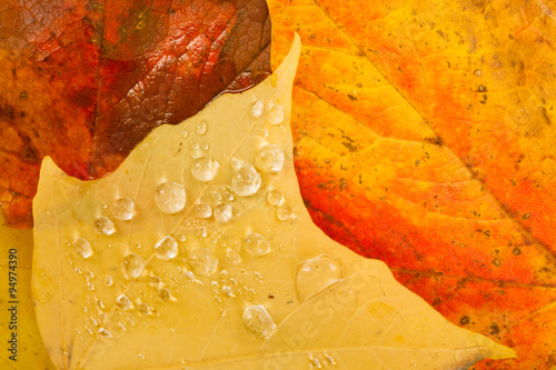 Fotografie, Obraz Leaves Fallen Winter Nature Ground Autumn Season Change Dew Drop