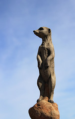 Wall Mural - Statue de marmotte en béton coulé sur fond de ciel bleu nuageux 