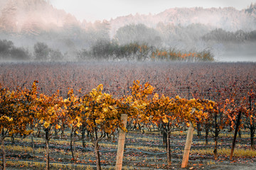 California wine country landscape in winter. Focus is on the colorful grape leaves in the foreground.