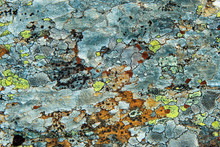 Lichen On Stone