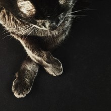 Black Cat On Black Background