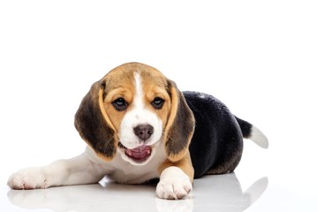 Little beagle puppy isolated on white